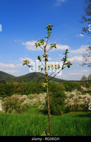 Apfelblüte, Kinder im öffentlichen Obstgut Baden-Baden Lichtental, mit Blick auf den Hausberg Merkur Stockfoto