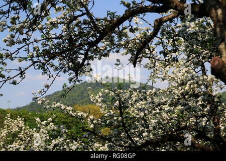 Apfelblüte, Kinder im öffentlichen Obstgut Baden-Baden Lichtental, mit Blick auf den Hausberg Merkur Stockfoto