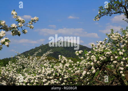 Apfelblüte, Kinder im öffentlichen Obstgut Baden-Baden Lichtental, mit Blick auf den Hausberg Merkur Stockfoto