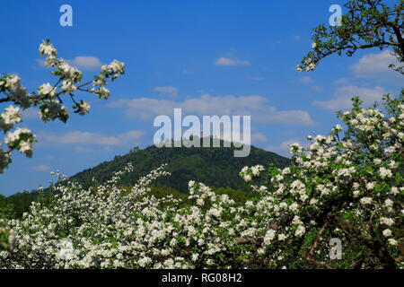 Apfelblüte, Kinder im öffentlichen Obstgut Baden-Baden Lichtental, mit Blick auf den Hausberg Merkur Stockfoto