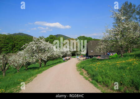 Apfelblüte, Kinder im öffentlichen Obstgut Baden-Baden Lichtental, mit Blick auf den Hausberg Merkur Stockfoto