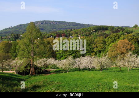 Apfelblüte, Kinder im öffentlichen Obstgut Baden-Baden Lichtental, mit Blick auf sterben Battert Felsen Stockfoto