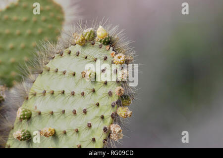 Riesige Feigenkaktus (Opuntia echios) Kaktus, Puerto Egas, Insel Santiago, Galapagos, Ecuador Stockfoto