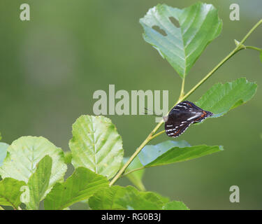 Pappeladmiral (Limenitis populi) sitzt auf dem Erlenblatt Stockfoto