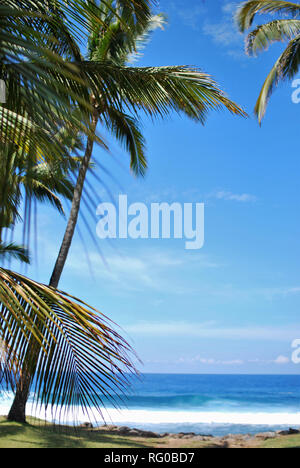 Palmen am Strand auf La Reunion Insel Stockfoto
