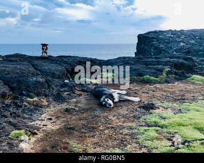 Hunde an der Küste von Mauritius Insel Natural Bridge Stockfoto