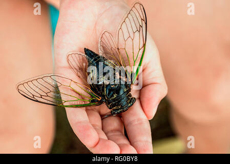 Auf dem Palm liegt ein großer Zikade.. Japanische Zikade. Auf dem Palm liegt ein großer Zikade. Stockfoto