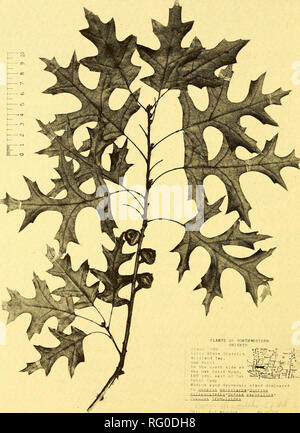 . Die kanadische Feld - naturforscher. 280 Die kanadische Field-Naturalist Vol. 94. FKill R12, typische Crown Niederlassung o'i Qucrcus cllipsoidalis aus der Eiche Punkt. Hinweis tief gelappten Blätter, kleine Etwas abgeflacht umgekehrt konische Eicheln, und kleine Terminal Knospen dieser Spezies. ern südlichen Ontario sowie im nordwestlichen Teil der Provinz, aber bei der Überprüfung dieser wird auf mehr Arbeit in diesem Bereich und die konzertstücke von besseren Materialien ab. Es ist wichtig, Ende des Sommers oder Anfang Herbst Sammlungen mit Reife Blätter und Zweige, gut geformten Knospen zu haben, und mit Reife Eicheln. Die Stockfoto