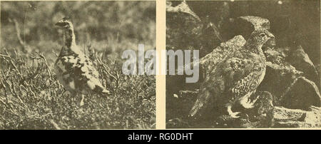 . Die kanadische Feld - naturforscher. 1973 HoEFs: Vögel des Kluane Game Sanctuary 351. Abbildung 4. Männliche Rock Ptarmigan in subalpinen Strauch zone von Burwash Hochland. "^: b*" Abbildung 5. Weiß - Ptarmigan in alpine Boulder Bereich tailed am Nordhang der Sheep Mountain. Semipalmated Plover. Charadrius semipalmatus. Gemeinsame; +. Killdeer. Charadrius vociferus. Vier waren in der Duke River Delta am 30. Mai 1970 zu beachten. Zwei Individuen, die erstmals in der gleichen Gegend am 15. Mai 1971 beobachtet wurden, wurden mehrere Male bis Ende Juni gesehen. Ihr Verhalten vorgeschlagen, Zucht. Fünf wurden am 8. Juni 1972 beobachtet, in der Nähe der Cultus Bay Stockfoto