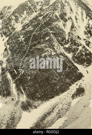 . Die kanadische Feld - naturforscher. 1978 Notizen 399 ein Grauer Wolf {Canis lupus Columbianus) und Stein Schafe {Ovis dalli stonei) Tödliche Jäger-beute-Begegnung Kenneth N. Kind, Kenneth K. Fujino. Und Milton W. Warren Ministerium für Erholung und Naturschutz, Fische und Wildtiere Zweig, Ste. 200, 1777 3rd Avenue, Prince George, British Columbia, V2L 3G7 Kind, Kenneth N., Kenneth K. Fujino, und Milton W. Warren. 1978. Ein grauer "Wird {(Canis lupus Columbianus) und Stein Schafe {Ovis dalli stonei) tödliche Räuber-beute-Begegnung. Kanadische Field-Naturalist 92 (4):399^01. Ein Räuber-beute-Begegnung zwischen einem Gra Stockfoto