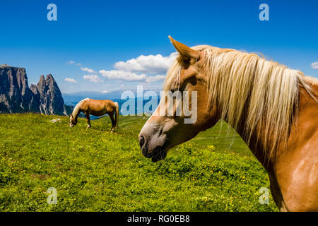 Haflinger Pferde grasen auf saftigen Weiden an der Seiser Alm, Seiser Alm, Schlern, Schlern, die Berge in der Ferne Stockfoto
