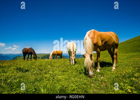 Haflinger pferde Fohlen grasen auf saftigen Weiden an der Seiser Alm Seiser Alm Stockfoto