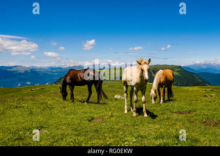 Haflinger pferde Fohlen grasen auf saftigen Weiden an der Seiser Alm Seiser Alm Stockfoto