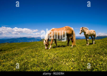 Haflinger pferde Fohlen grasen auf saftigen Weiden an der Seiser Alm Seiser Alm Stockfoto