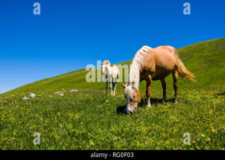 Haflinger pferde Fohlen grasen auf saftigen Weiden an der Seiser Alm Seiser Alm Stockfoto