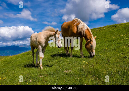 Haflinger pferde Fohlen grasen auf saftigen Weiden an der Seiser Alm Seiser Alm Stockfoto