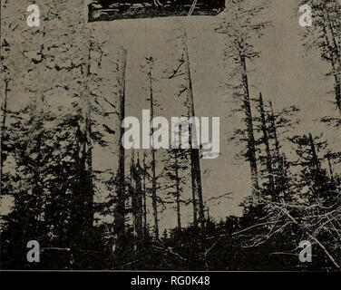 . Kanadische Forstindustrie 1901-1902. Holzschlag; Wälder und Forstwirtschaft; Wald; Wald - zellstoffindustrie; Holz verarbeitenden Industrien. Neue SCHINDEL MÜHLE. Am 26. Mai letzten den Schindel Mühle der Spicer Schindel Mühle Firma, in Vancouver, B.C., wurde vollständig durch einen Brand zerstört. Schritte wurden sofort neu zu bauen, und Anfang August die neue Mühle wurde in Betrieb genommen. Die neue Mühle ist ein 2-stöckiges Rahmenkonstruktion 35 Meter breit und 110 Meter lang, mit einem freistehenden Kesselhaus messen 32 x 68. Das Kesselhaus ist mit einem Bügeleisen Dach und Bügeleisen Seiten gebaut. Die Mühle selbst und alle eingebauten Stockfoto
