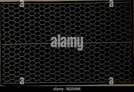 . Kanadische Forstindustrie 1903. Holzschlag; Wälder und Forstwirtschaft; Wald; Wald - zellstoffindustrie; Holz verarbeitenden Industrien. Vorteile der "New Century Zaun" 1. Es ist die stärkste, wie jeder Draht zählt Länge - klug. 2. Es nicht durchhängt. 3. Es ist leicht in die Hand genommen hat, und macht eine feine Optik. Hergestellt von der Ontario Draht-einzäunung Co., Limited NEW CENTURY NETTINC Die neuesten arvd am Besten. 1. Es ist stärker als jede andere Verrechnung. 2. Es ist einfach aufgebaut und macht einen feinen erscheinen. Bitte beachten Sie, dass diese Bilder aus gescannten Seite Bilder, die digital verbessert worden sein können extrahiert werden Stockfoto