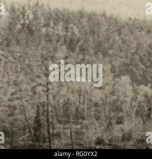 . Kanadische Forstindustrie 1909. Holzschlag; Wälder und Forstwirtschaft; Wald; Wald - zellstoffindustrie; Holz verarbeitenden Industrien. . Bitte beachten Sie, dass diese Bilder sind von der gescannten Seite Bilder, die digital für die Lesbarkeit verbessert haben mögen - Färbung und Aussehen dieser Abbildungen können nicht perfekt dem Original ähneln. extrahiert. Don Mills, Ontario: southam Business Publikationen Stockfoto