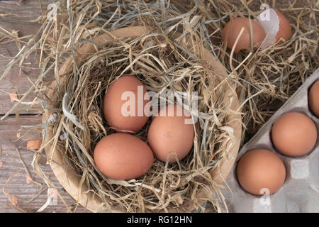 Eiern im nest Stockfoto