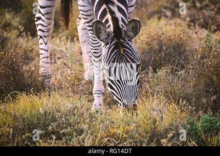 Zebra essen Gras in den Addo National Park, Südafrika Stockfoto