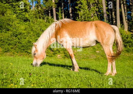 Ein Haflinger, auch als Avelignese, Beweidung auf einer Weide in einem Wald bekannt Stockfoto