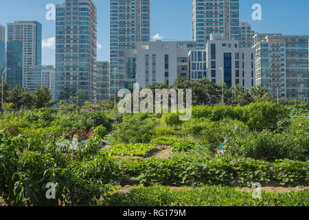 Kleingärten, Urban Farming, Songdo-dong, Incheon, Seoul, Südkorea Stockfoto