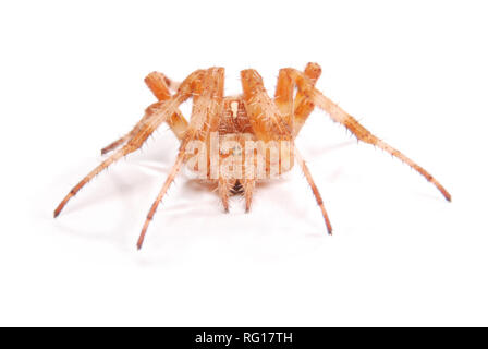 Weibliche Spinne Kreuzritter (Araneus Diadematus) isoliert auf weiss. Close-up Stockfoto