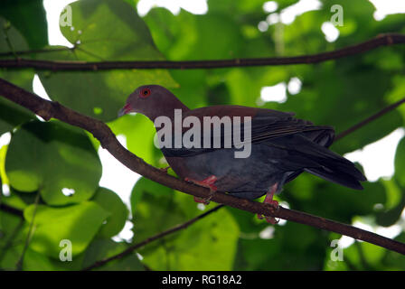 Red-billed Pigeon (Columba flavirostris) Stockfoto