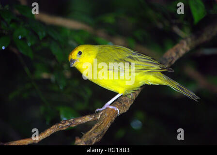 Grünland Gelb - Finch (Sicalis Luteola) Stockfoto