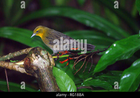 Gelb - hooded Blackbird (Chrysomus icterocephalus), Buchse Stockfoto