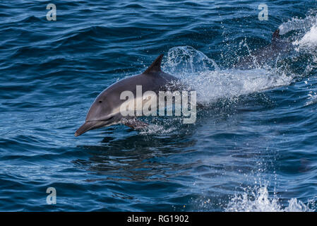 Kalifornien Dolphin riesige spritzt Wasser beim Schwimmen an der Oberfläche von den Pazifischen Ozean im Winter.. Stockfoto