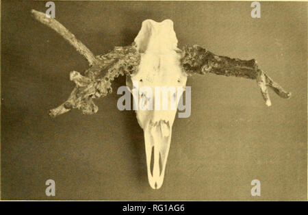 . Die kanadische Feld - naturforscher. 1980 Notizen 459. Abbildung 1. Männliche Elch Schädel mit einem Peruke. der Wirkungen der beiden hypogonadismus und Kastration in anderen Hirschartigen (Taylor et al. 1964; Murphy und Clug-ston 1971; De Martini und Connolly 1975). Giftige Stoffe wurden als Ursache von testicu-lar Atrophie (Thomas et. al. Vorgeschlagen 1964; de Martini und Connolly 1975), aber meines Wissens diese informeller- tionen haben sich nicht bestätigt. Versehentliche Kastration kann in den Fällen der Elche aufgetreten beschrieben haben. Literatur zitiert Bubenik, A. B., O. Williams, und H. R. Timmerman. 1977. Visuelle Schätzung der Stockfoto