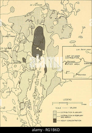 . Die kanadische Feld - naturforscher. 294 Die kanadische Field-Naturalist Vol. 88. - Verteilung im Januar. Verteilung im Februar und März. Starke Konzentration&gt; -&gt;^Abbildung 1. 31-Mile Lake deer Überwinterungsgebiet, Quebec. Verfügbarkeit, Auslastung, und Präferenzen der durchsuchen Arten wurden durch das Feld beschriebenen Methode durch Passmore und Hepburn (1955). Im Sommer 1969, 605 1/330-Morgen-Plots entnommen wurden. Diese Flächen wurden durch eine Reihe von parallelen Linien eine halbe Meile abgesehen von Osten nach Westen ausgerichtet, im rechten Winkel zum Hang. Alle lebenden holzige Stängel und Zweige zwischen Stockfoto