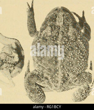 . Die kanadische Feld - naturforscher. 1981 Notizen 347 IflUlttlliii •''-^ TnHmttr r, wenn. Abbildung 1. Vergleich der Größe der weiblichen Kanadischen Toad, Bufo amerkanus hemiophrys, 62 mm Schnauze-Vent, mit seiner Beute, einem nestHng Red-winged blackbird, Agelaius phoeniceus. doptera Fütterung ist anscheinend selten nur zwei von 16 erwachsenen Kröten geprüft durch Moore und Strickland (1954) vermerkt sind. Allerdings die Reichweite dieser Kröte ist in mäßig ariden Umgebung von Aspen Parkland und der nördlichen Peripherie des kurzen Gras Prärie. Es zeigt morphologische Tendenzen zu dürren Anpassungen (Koch 1978). Mindestens Stockfoto