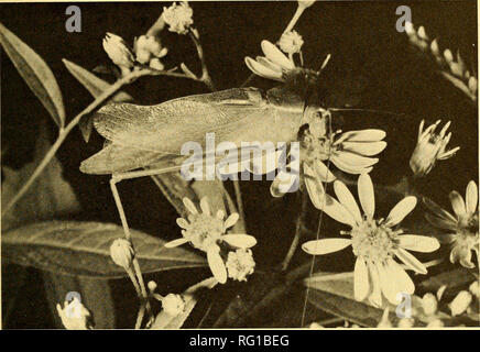 . Die kanadische Feld - naturforscher. 1980 Notizen 195. Abbildung 1. Männliche Breit geflügelten Bush - katydid Fütterung auf Festplatte Röschen ein abgeflachter Weiß Aster. Um 16:30 An einem warmen und sonnigen Tag (9. August 1979) (1) festgestellt, eine katydid friedvoll Nahrungssuche auf der Blume Staats ein abgeflachter Weiß Aster. Die aster, Teil einer Klumpen ca. 1,3 m hoch, wuchs am östlichen Ende der Borthwick Ridge am Rande des Mer Bleue Torf in der Nähe von Ottawa bog in einer Gegend, die im Schatten wurde am späten Nachmittag in der Nähe von Roter Ahorn (Acer rubrum). Die männlichen katydid, thront oben auf dem inflores - wie, das war recht auffällig althou Stockfoto