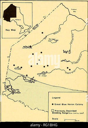 . Die kanadische Feld - naturforscher. 1980 Notizen 183 in Abbildung 1 dargestellt. Die nördlichste Siedlung gefunden wurde, in der Nähe von einem namenlosen See bei 54° 12' N. Die nördliche Grenze der gemeldeten Zucht Bereich der Great Blue Heron in Saskatchewan und Manitoba deckt sich in etwa mit dem südlichen Rand der Cana- dian Schild. Ein paar kleine Reiher Kolonien haben von der Schutzabdeckung Bereiche, z.b. berichtet, Talbot Lago (54° 07' N, 99° 53' W) und vielen Buchten See (52°40'N, 97°00'W) Manitoba (Vermeer 1973). Die Kolonien wurden deutlich nördlich der Zucht von Godfrey gegeben (1966), in der alle 14 Kolonien in unserem Gestüt wurden Stockfoto