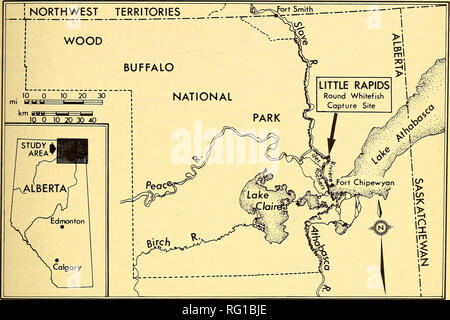 . Die kanadische Feld - naturforscher. 1980 Notizen 181. Abbildung 1. Position, an der ersten Runde Felchen in Alberta wurden erfasst und durch entsprechende Strukturen in der Folge in das Delta (Kristensen et al. gebaut 1976; Kristensen^; Kristensen und Sommer 1978). Angeln mit variabler Mesh gill-net Banden wurde für ca. 550 Mann durchgeführt - Tagen und ca. 36 000 Fische (Art Com kombiniert) wurden während der 3-jährigen Periode erfasst. Am 29. Mai 1977 Wir zwei Runde Felchen an wenig Rapids erfasst auf der Riviere des Rochers entlang der östlichen Grenze der Wood Buffalo National Park (Abbildung 1). Beide Fische w Stockfoto