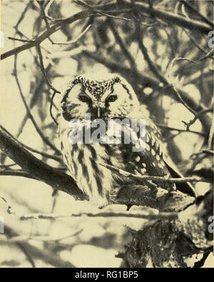 . Die kanadische Feld - naturforscher. 224 Die kanadische Field-Naturalist Vol. 86. Abbildung 1. Boreal Eule {Aegoliiis funereiis richardsoni) in der Nähe von Clarkson im März 1969 fotografiert.. Bitte beachten Sie, dass diese Bilder sind von der gescannten Seite Bilder, die digital für die Lesbarkeit verbessert haben mögen - Färbung und Aussehen dieser Abbildungen können nicht perfekt dem Original ähneln. extrahiert. Ottawa Field-Naturalists' Club. Ottawa, Ottawa Field-Naturalists' Club Stockfoto