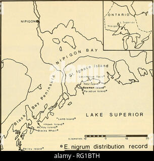 . Die kanadische Feld - naturforscher. 1974 Barclay-Estrup und Nuttall: crowberry am Lake Superior North Shore 173. U PE RIOR^ erley Insel QE. nigrum Verteilung aufzeichnen Abbildung 1. Lage von Bowman Insel und die Verteilung aus. nigrum im angrenzenden Bereich. Ausrichtung der vertikalen Ränder wird im Norden und Süden, wobei sich Norden oben befindet. Aktion während der letzten Eiszeit Rebound. Der Kies ist lokal von vulkanischen Gesteinen durch Verwitterung abgeleitet. Wenig Aufschlüsselung der Kies stattgefunden hat, und der Boden zwischen Kies Fragmente ist fast vollständig organisch. Kies Bereiche in der Nähe der Küste unterliegen Stockfoto