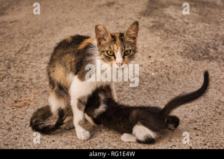 Cat Mamma ihr Baby Kätzchen Füttern. Streunende Katze Bild eines tabby Katze und ihrem niedlichen kleinen Kitty Mädchen Stockfoto