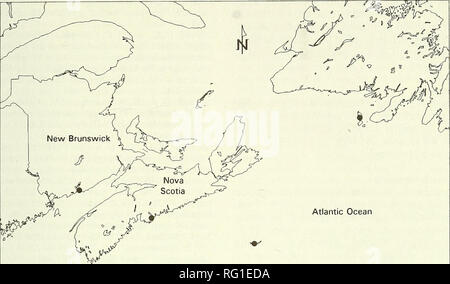 . Die kanadische Feld - naturforscher. 1996 Baird, Nelson, Pfandrecht, und Nagorsen: Status des Pygmy Sperm Whale 529. Atlantischen Ozean 250 km Abbildung 2. Aufzeichnungen von Kogia breviceps weg von der kanadischen Ostküste. Einzelheiten siehe Tabelle 2 von Datensätzen. berichtet ein Fall von drei tote Individuen gefunden zusammen auf einem Strand, in Verbindung mit sieben gestrandeten False Killer Wale (Pseudorca crassi-dens) und Brabyn (1991) eine verseilung von vier Personen beschrieben. Robson (1984) zugeschrieben, viele der einzelnen Strandungen dieser Arten zu schweren infesta- tionen von Parasiten im Kopf und im Innenohr. Parasiten aufgezeichnet Stockfoto