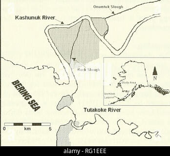 . Die kanadische Feld - naturforscher. 1999 Notizen 307 Beobachtungen der Zucht durch die Scheckente auf der Y-K Delta und auf Kertell's (1991) Discus-sion möglicher Ursachen für den historischen Niedergang in der Zucht Zahlen erweitern. Untersuchungsgebiet und Methoden die Daten, die wir hier anwesend waren im Frühling Migration und Verschachtelung Perioden in Verbindung mit zwei separaten Studien auf fast angrenzenden Arbeitsbereichen von 1991-1998 (Abbildung 1) gesammelt. Die erste Website, die als Hock Slough (HS), ist entlang der unteren Kashunuk River ca. 5 km landeinwärts von der Bering Meer Küste (6 r 20'N, 165°35' W). Studium an der HS am b fokussiert Stockfoto