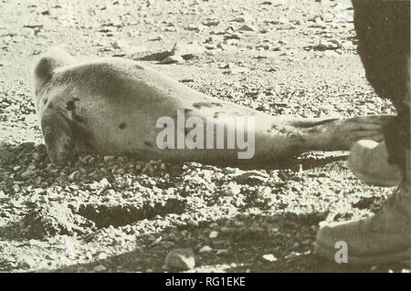 . Die kanadische Feld - naturforscher. 1999 Notizen 291. Abbildung 1. Kinder Harp seal, Phoca groenlandica, 11. April 1997, Alma Beach, New Brunswick. Foto: S. und G. Ackerley. Beobachtung Termine sind zu früh für Junge des Jahres Seehunde, die in der Region allgemein sind und ähnlich in der Färbung zu juvenile Sattelrobben. Es gibt nur 16 extralimital Datensätze für die Sattelrobben im Nordwestatlantik in den 148 Jahren vor 1990. Aber wahrscheinlich die Hälfte von diesen sind vermuten oder problematische und viele sind unverifi-Lage (McAlpine und Walker 1990). Sergeant (1991) stellt fest, dass die SATTELROBBEN Stockfoto