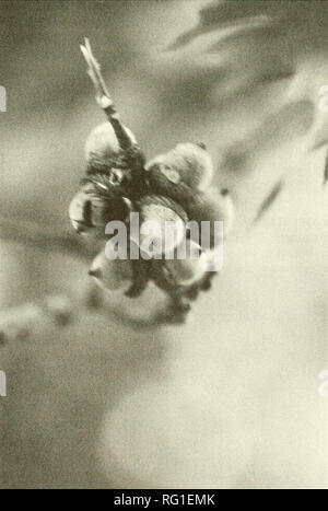 . Die kanadische Feld - naturforscher. 1999 Notizen 285 Hummeln, Bombus spp., Nahrungssuche auf rote Eiche, Quercus rubra. Acorn Galle im südlichen Ontario Brendon M. H. Larson Institut für Botanik, Universität Toronto, 25 Willcocks Street, Toronto, Ontario M5S 3B2, Kanada Larson, Brendon M. H. 1999. Hummeln, Bombus spp., Nahrungssuche auf rote Eiche, Quercus rubra, Acorn Galle im südlichen Ontario. Kanadische Field-Naturalist 113 (2): 285-286. Hummeln und andere aculeate Hymenopteren wurden beobachtet, Sammeln einer Sekretion mit der Galle von Callirhytis operator (Cynipidae) von eicheln von Red Oak {Quercus rubra verbunden) Stockfoto