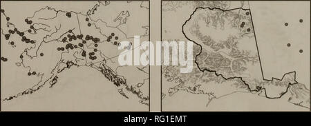 . Die kanadische Feld - naturforscher. Natural History. 79. Rumex beringensis. 80. Claytonia tuherosa. Bitte beachten Sie, dass diese Bilder sind von der gescannten Seite Bilder, die digital für die Lesbarkeit verbessert haben mögen - Färbung und Aussehen dieser Abbildungen können nicht perfekt dem Original ähneln. extrahiert. Ottawa Field-Naturalists' Club. Ottawa, Ottawa Field-Naturalists' Club Stockfoto