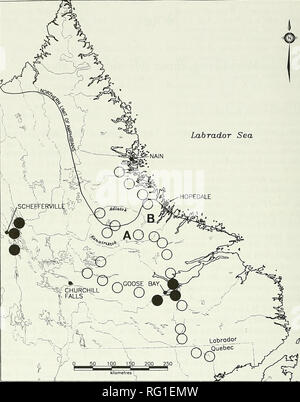 . Die kanadische Feld - naturforscher. 330 Die kanadische Field-Naturalist Vol. 112 Labrador Sea. Abbildung 1. Verteilung der Wald Frosch in Labrador. Dunkle Kreise zeigen Orte beschrieben Maunder (1983). Offene Kreise zeigen Suche Bereiche mit A und B Anzeige- bestätigte Sichtungen auf der Adlatok Kanairiktok und Flüsse. Nördliche Grenze der Amphibien nach Stadler (1983). verwandte Populationen entlang der nördlichen Rand der Mitte subarktischen Wald Ökoregion. Als Maunder (1997) angegeben, sind weitere Studien erforderlich, um genau bestimmen die Verteilung der Amphibien in Labrador. Quittierung Stockfoto