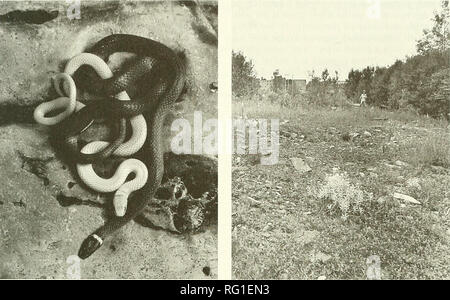 . Die kanadische Feld - naturforscher. 1999 Notizen 283. Abbildung 1. Die teilweise leucistic erwachsenen männlichen Nord Ring-ausschnitt Schlange, Diadophis punctatus edwardsi, von Geizer Hill, Halifax County, Nova Scotia, und ein in der Regel farbige Einzelnen. (Nova Scotia Museum für Naturkunde Folie Nr. RE 2448). Abbildung 2. Niedergewalzt boulder Feld an Geizer Hill, Halifax County, Nova Scotia, wo eine teilweise leucistic Nördlichen Ringneck Snake, Diadophis punctatus edwardsi, gesammelt wurde. (Nova Scotia Museum für Naturkunde negative Zahl 23628: Rahmen 11). zusatzund, tot in einem vor kurzem gepflügten Feldes nort gefunden wurde. Stockfoto