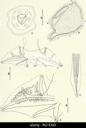 . Die kanadische Feld - naturforscher. 1999 Notizen 281. Abbildung 2. Nematodirus helvetianus du diaphragme de Coyote. Femelle-A: tete en Vue apicale; B: synlophe au Milieu du corps. Männlich - C: Bourse caudale, Vue ventrale; D: Detail de romementation du Lappen gauche de la Bourse caudale, Vue ventrale; E: Pointe des spicules, Vue ventrale. A, E, ech: 30 | Im; B, D, ech: 50 (Rni; C, ech: 100 | im. Litterature Citee Anderson, R.C. 1992. Nematode Parasiten von Verte - brates. Ihre Entwicklung und Übertragung. C.A.B. International. University Press, Cambridge, xiii + 578 Seiten. Georges, S. 1976. Eine Reihe Erweiterung o Stockfoto