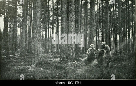 . Kanadische Forstwirtschaft Zeitschrift. Wälder und Forstwirtschaft - Kanada Zeitschriften. 562 bebilderte kanadischen Forstwirtschaft Zeitschrift, Deeemher, IP 20. Foto von Clyde Leavitt FORSTWIRTSCHAFT IN SCHOTTLAND. Auf einmal die ganze von Schottland war mit dichtem Wald, als die Römer im dritten Jahrhundert Sie 50.000 Mann zu zerstören, und öffnen Sie die Wälder, um die Bewohner zu vertreiben beschäftigt eingedrungen. Später, rivalisierende Clans und Sekten bemüht, Rout ihre Feinde durch Festlegung der Abfälle große Teile des Waldes. Während der nächsten zehn Jahre die britische Regierung Forestrj' Kommission plant 75.000 Hektar Stockfoto